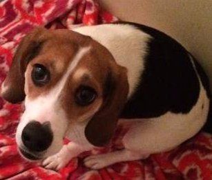 female beagle
