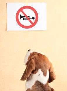 Beagle looking at a sign