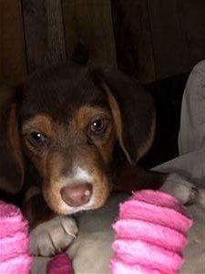 brown Beagle with brown nose