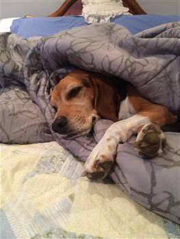Beagle in bed