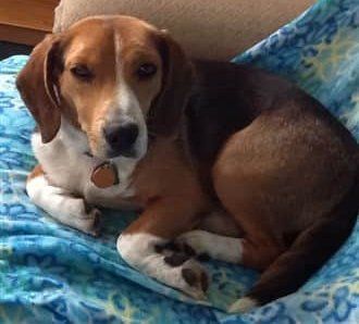 male-beagle-on-chair