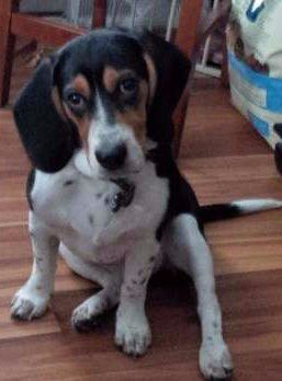 Beagle named Barnaby