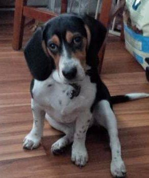 Beagle named Barnaby
