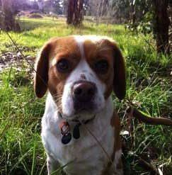 Beaglier Beagle hybrid dog