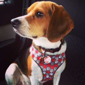 2 year old male Beagle