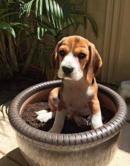 Donovan the Beagle