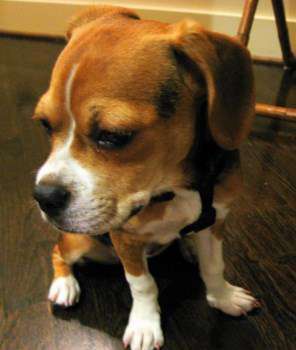 French Bugle - Beagle French Bulldog mix