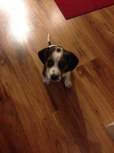 2 month old Beagle puppy
