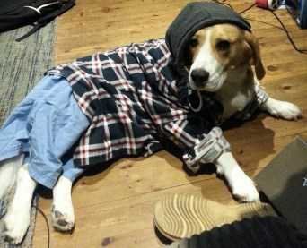 Beagle acting strange and silly