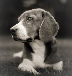 black and white Beagle photo