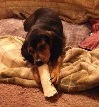 Beagle with bone