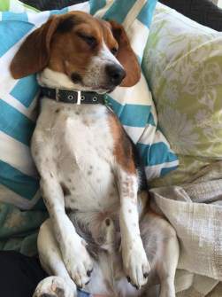 Beagle laying on his back