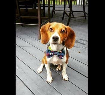 beagle-with-bow-tie