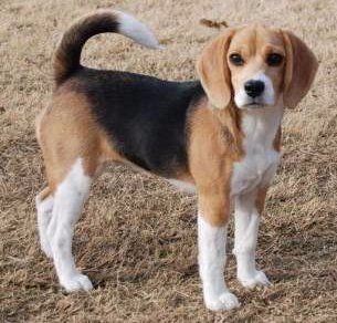 female Beagle