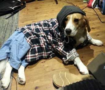 Beagle acting strange and silly