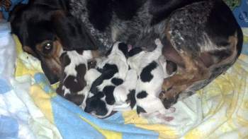 Beagle after giving birth