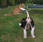Beagle pouncing on cat