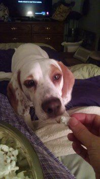 Beagle Coonhound mix
