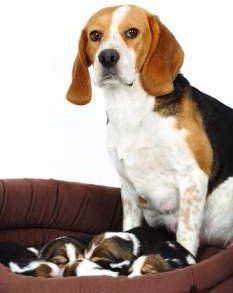 Beagle dam with litter of pups