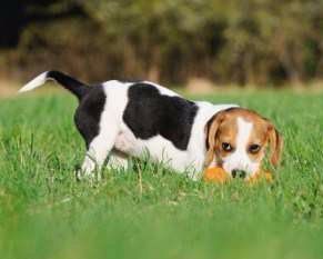 Beagle fetching