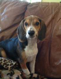 Beagle making funny face
