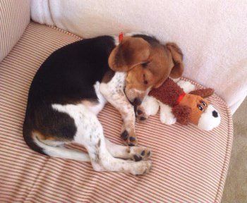 Beagle 4 month old girl