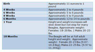 Beagle puppy growth chart