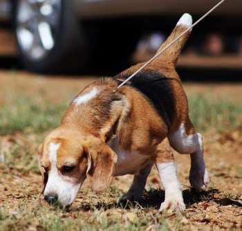 Beagle hound dog