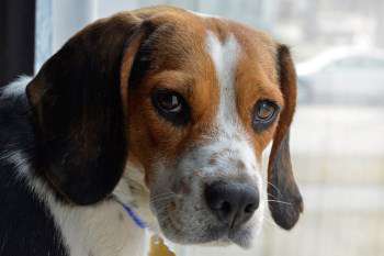 Beagle looking out of window