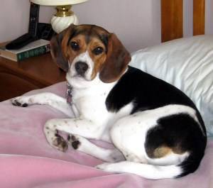 2 year old Beagle female