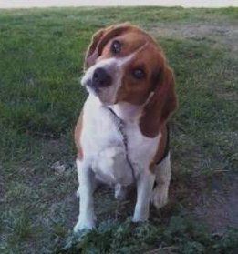 male Beagle dog