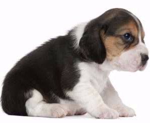 Beagle newborn puppy