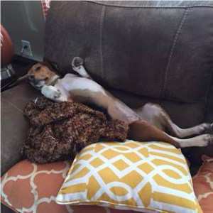 Beagle on bed