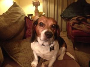 Beagle on bed