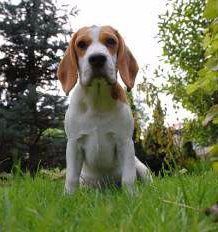Beagle on grass