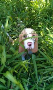 Beagle with pink nose