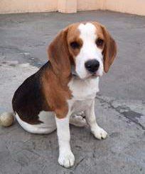 small little Beagle puppy