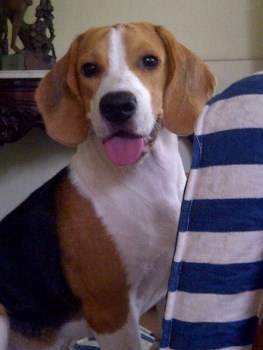 Beagle puppy looking happy