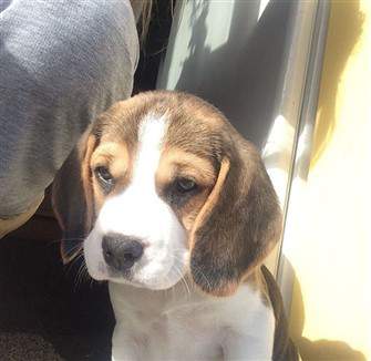 9 month old Beagle puppy