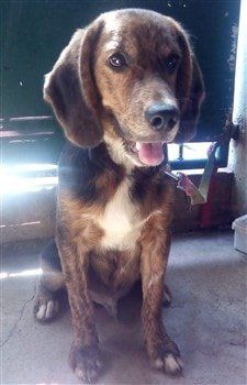 Beagle Retriever Mixed dog