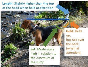 Beagle tail anatomy and length
