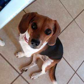 Beagle 21 month old