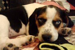 Beagle with blue eyes
