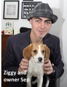 Beagle with his owner