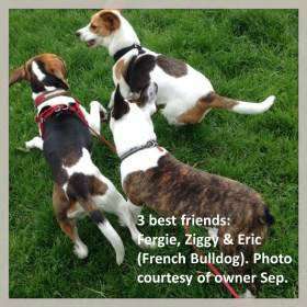 Beagles running