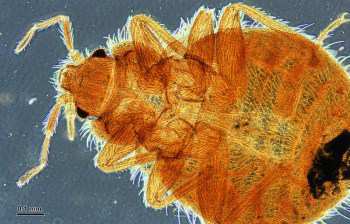 close up of bed bug