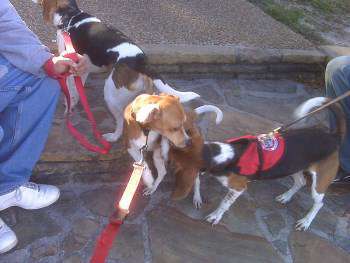 Bed bug Beagle dogs
