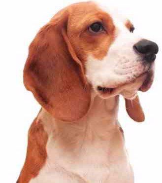 adult Beagle profile