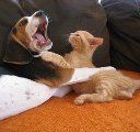 Beagle with cat