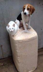 cat and Beagle up high
